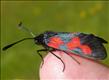 0170 (54.01) Five-spot Burnet